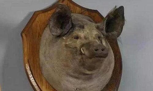 猪头人视频,奇幻冒险之旅，探寻未知世界的奥秘